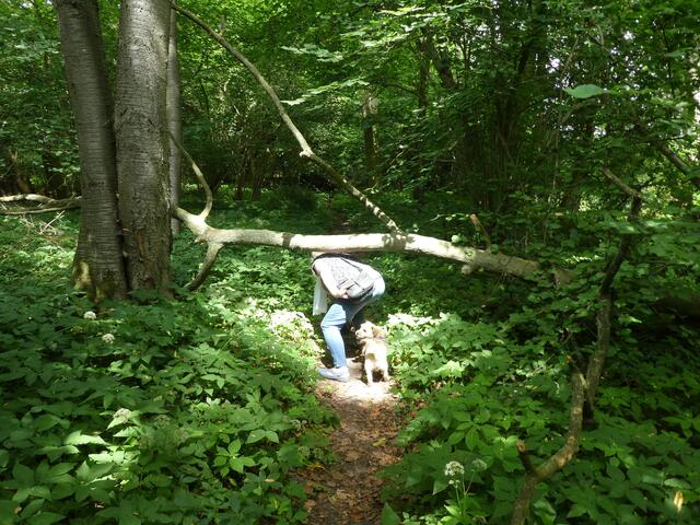 Ob Herr Tautz vom NDR auch hier lang gekommen ist?