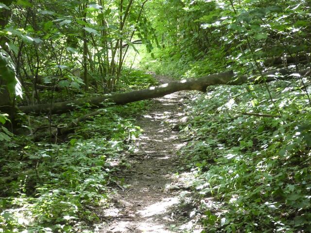 Auch dieser Baum versperrte den Rundweg