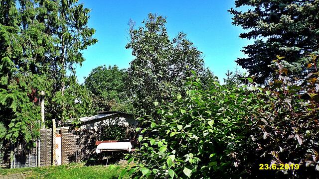 24  16.6.2019 - Sonntagsbilder - Fliederbaum (24) ! Temp: 7:24 / 16,4°C plus und 9:51 plus 22.4°C / Es werden Höchsttemperaturen von 23° (gefühlt: 24°) und leichte Brise (9 km/h) aus Südwest mit frischen Böen (37 km/h) erwartet. Es kommt zu Niederschlagsmengen von 0 - 1 l/m², die Niederschlagswahrscheinlichkeit beträgt 88%, die Sonne scheint 4,5 Stunden.