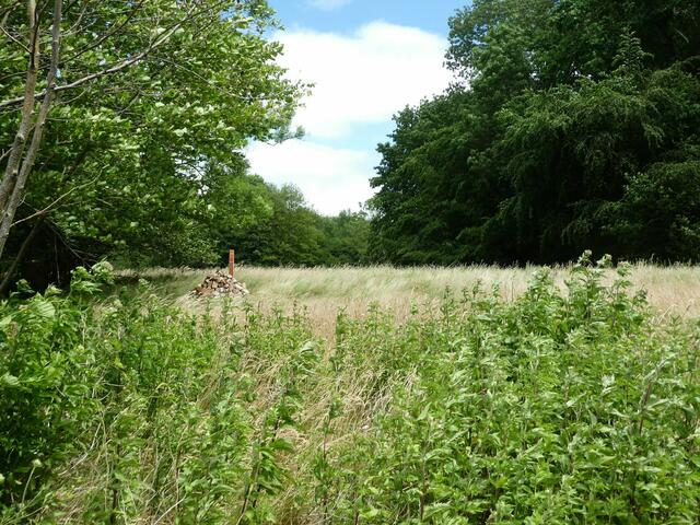 Hier wurde schon lange keine Wiese mehr gemäht.
