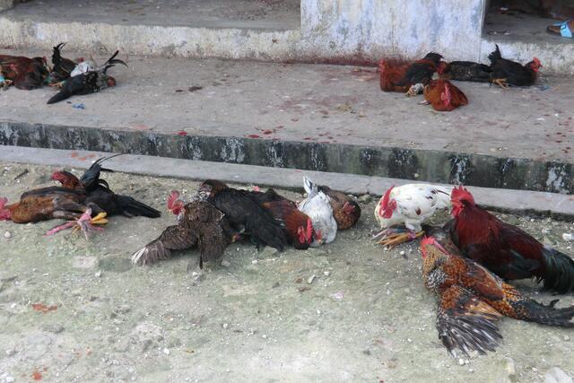 Hühnerverkauf zwischen blutrünstigen Flecken? Überall sieht man die roten Spuckreste des Betelkauens