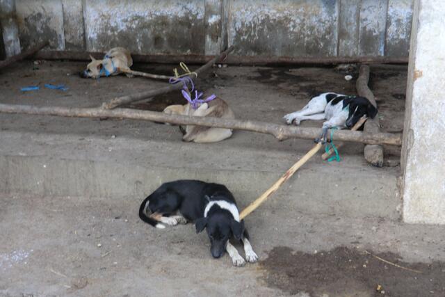 Hunde für Opfer oder Suppentopf kosten weit weniger als ein Wasserbüffel.