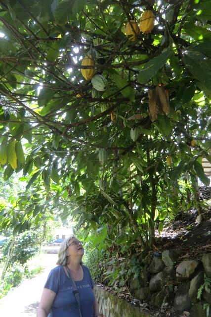 Da hängen die Kakaofrüchte