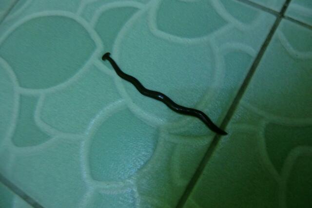 Ein fleischfressender "Killerwurm" (Hammerwurm, Plattwurm Bipalium) kriecht durch unsere Dusche. Sie werden bis zu einem Meter lang und haben mitlerweile auch den Sprung nach Europa in die Gärtnereien gefunden (Regenwürmer sind ihre Leibspeise)