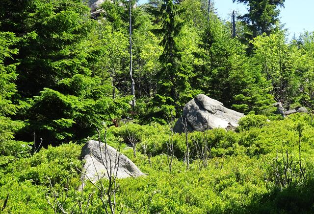 unberührte Natur mit vielen Heidelbeersträuchern