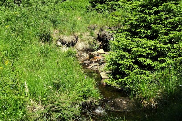 Zufluss zum Wurmsgraben