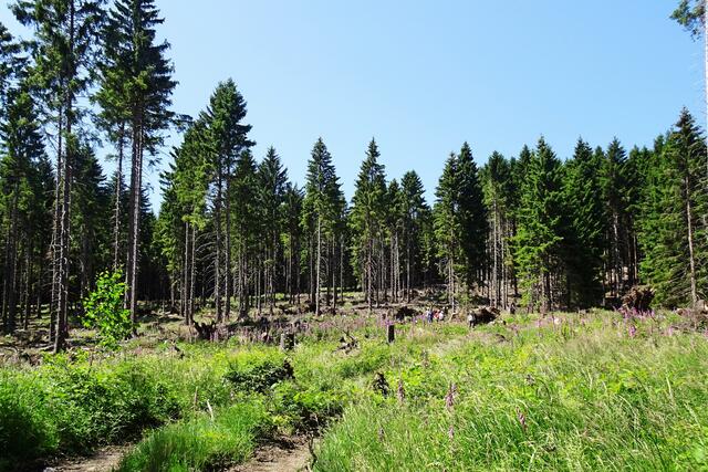 am Rande des Fichtenwaldes auf dem von Eichendorff - Stieg