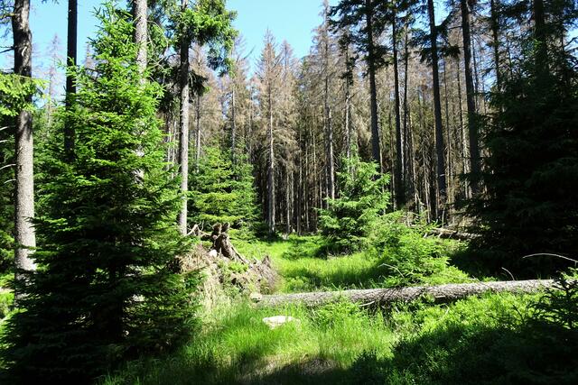 auch dieses Absterben der Fichten gehört zum Nationalpark Harz