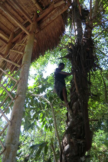 Der leckere Saft für Arak und Palmwein wird oben aus der Knospe gezapft. Vielleicht gibt es deshalb so wenige Muslims auf Zentralflores.