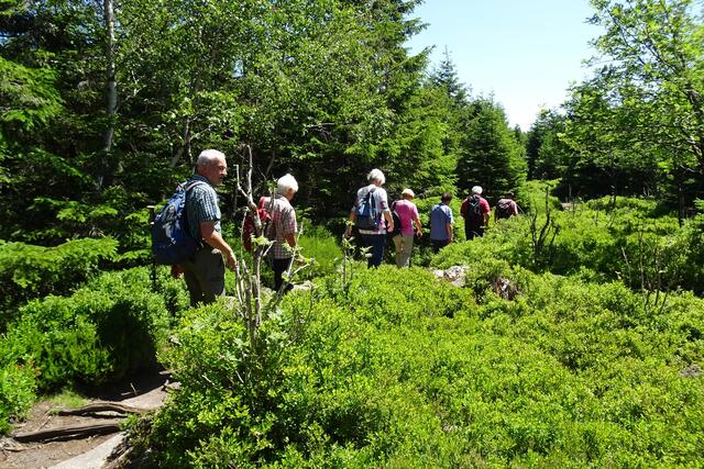 unsere Wandergruppe auf dem Forstmeister Sietz - Weg