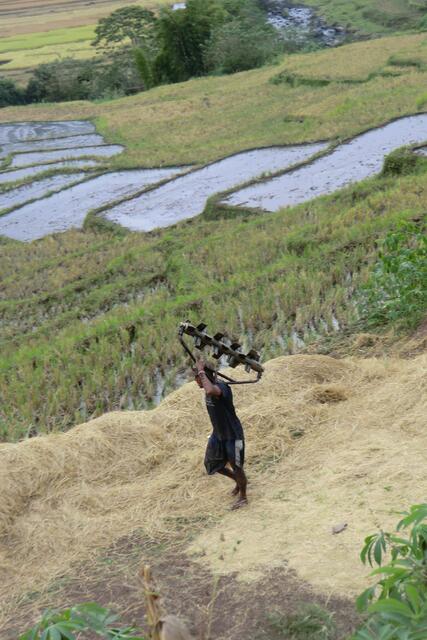 Auf den steilen Reisterassenden Pflug ohne Zugtier selber ziehen und dann auch noch auf dem Rücken bis zum hochgelegenen Haus hochtragen: Aber jetzt ist Feierabend!!