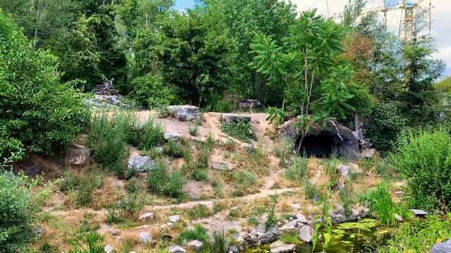 3. Juli 2019. Erlebnis-Zoo Hannover. Wölfe, Enten und Wasserschweine.