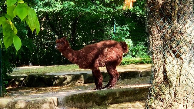 3. Juli 2019. Erlebnis-Zoo Hannover. Wölfe, Enten und Wasserschweine.