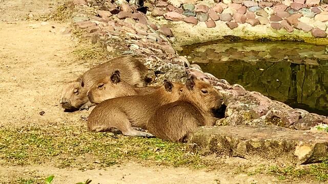3. Juli 2019. Erlebnis-Zoo Hannover. Wölfe, Enten und Wasserschweine.