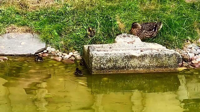 3. Juli 2019. Erlebnis-Zoo Hannover. Wölfe, Enten und Wasserschweine.