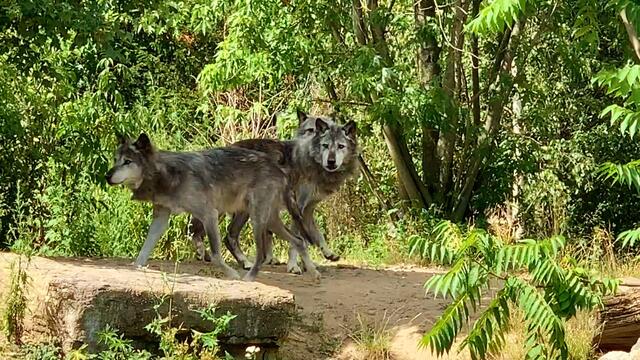 3. Juli 2019. Erlebnis-Zoo Hannover. Wölfe, Enten und Wasserschweine.
