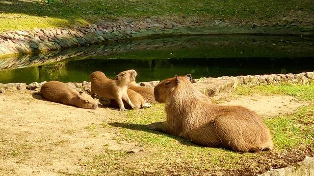 3. Juli 2019. Erlebnis-Zoo Hannover. Wölfe, Enten und Wasserschweine.