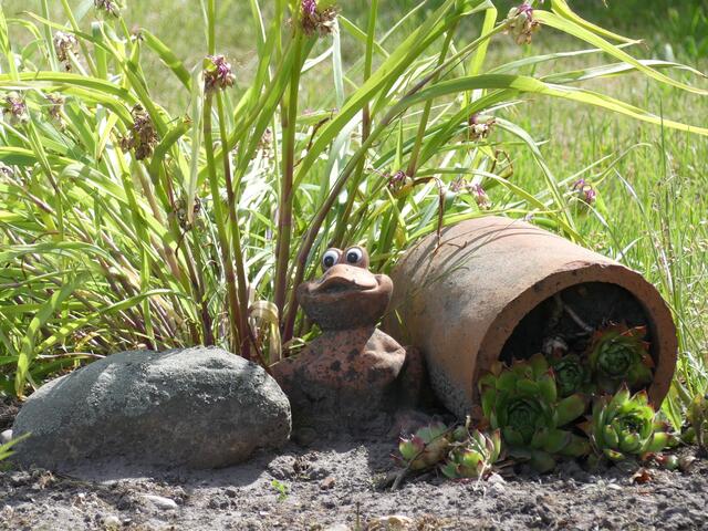 Auch ein Frosch möchte es schön haben.