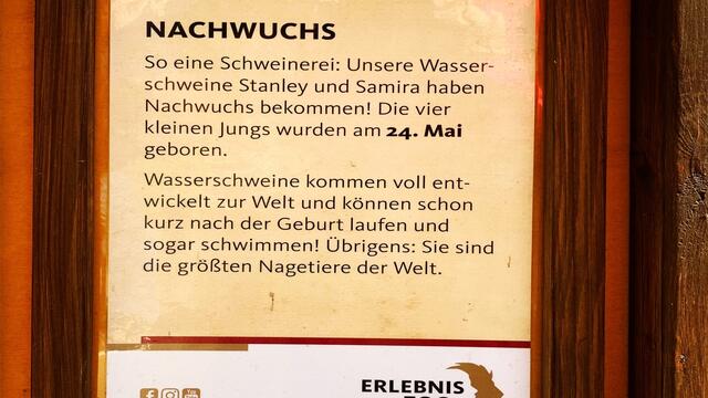 3. Juli 2019. Erlebnis-Zoo Hannover. Wölfe, Enten und Wasserschweine.