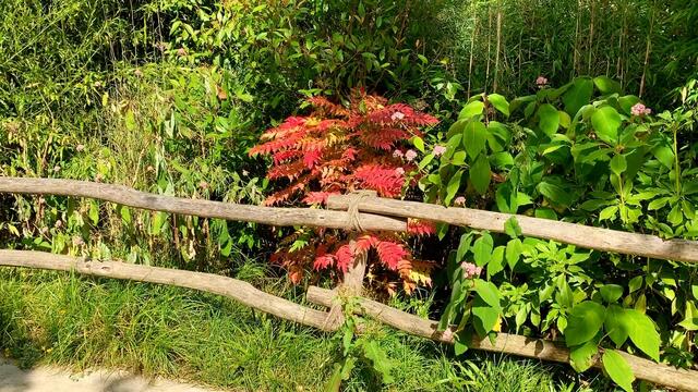 3. Juli 2019. Erlebnis-Zoo Hannover. Wölfe, Enten und Wasserschweine.