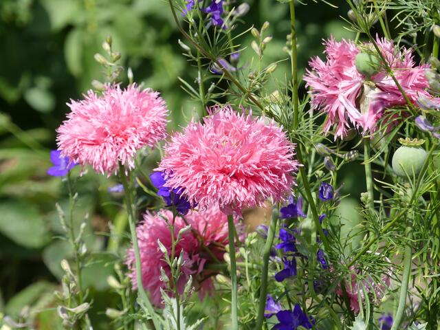 Mohn, habe ich so auch erst einmal gesehen!