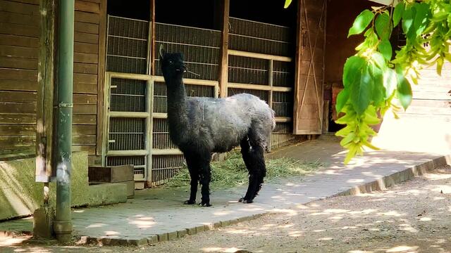 3. Juli 2019. Erlebnis-Zoo Hannover. Wölfe, Enten und Wasserschweine.