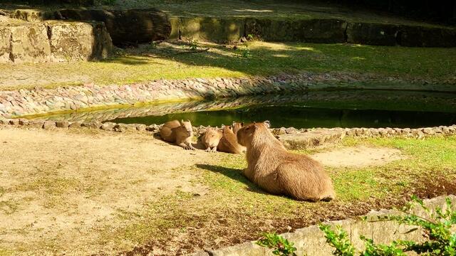 3. Juli 2019. Erlebnis-Zoo Hannover. Wölfe, Enten und Wasserschweine.