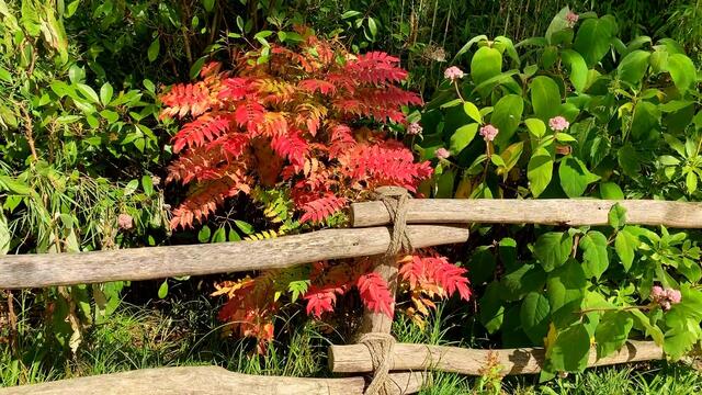 3. Juli 2019. Erlebnis-Zoo Hannover. Wölfe, Enten und Wasserschweine.