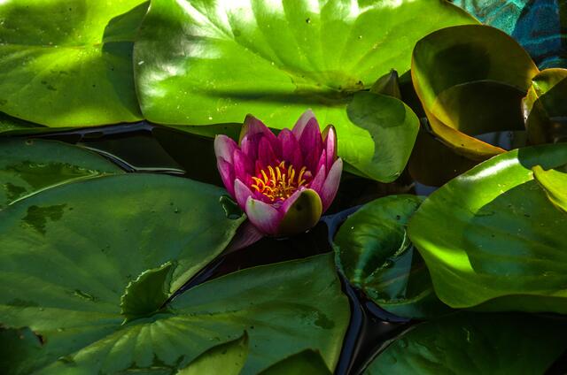 eine Seerose im Teich