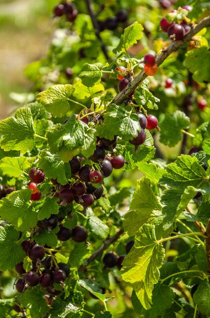 Joster, einfach lecker