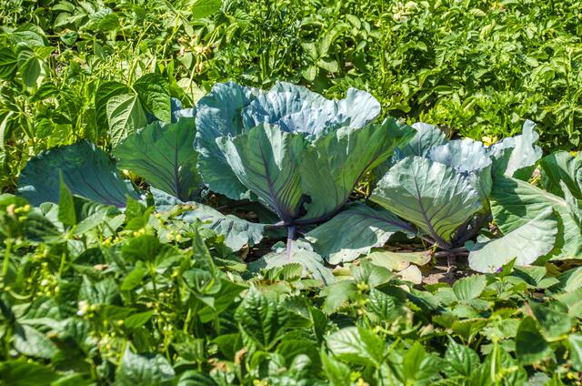 Gemüseanbau wird gepflegt