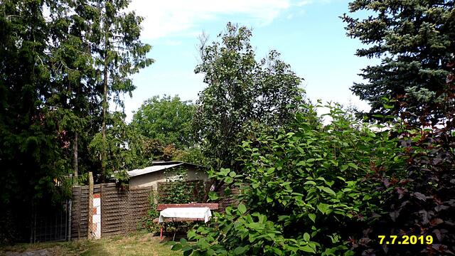 26   7.7.2019 - Sonntagsbilder - Fliederbaum (27) ! Temp: 3:04 / 15,7°C plus und 9:25 plus 28.4°C / Es werden Höchsttemperaturen von 20° (gefühlt: 19°) und mäßiger Wind (19 km/h) aus Westnordwest mit starken Böen (46 km/h) erwartet. Es kommt zu Niederschlagsmengen von ≤ 0,5 l/m², die Niederschlagswahrscheinlichkeit beträgt 15%, die Sonne scheint 10,5 Stunden.