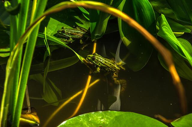 zwei Frösche schauen uns zu