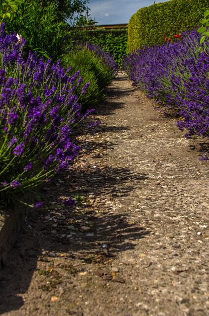 der Lavendelweg