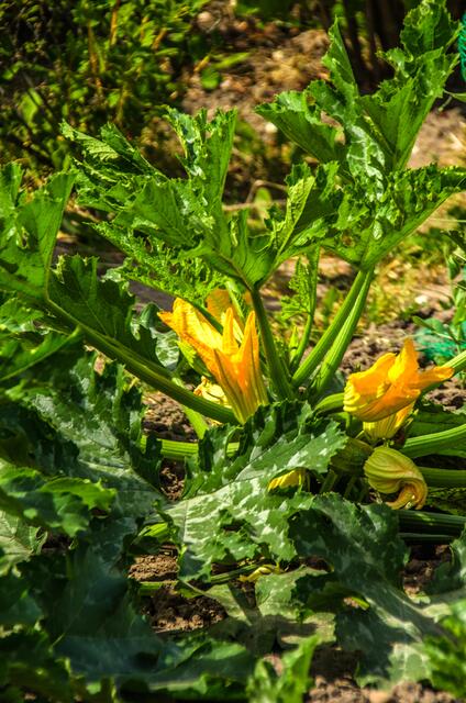Zucchini