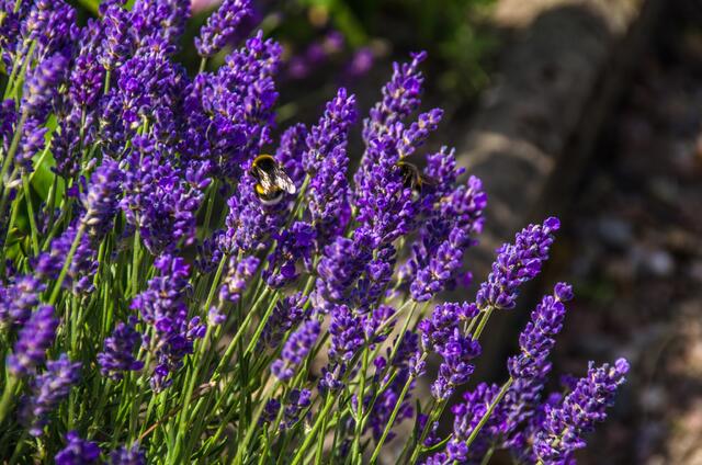 der Lavendel zieht die Hummeln an