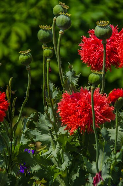 die zauberhafte Mohnblüte