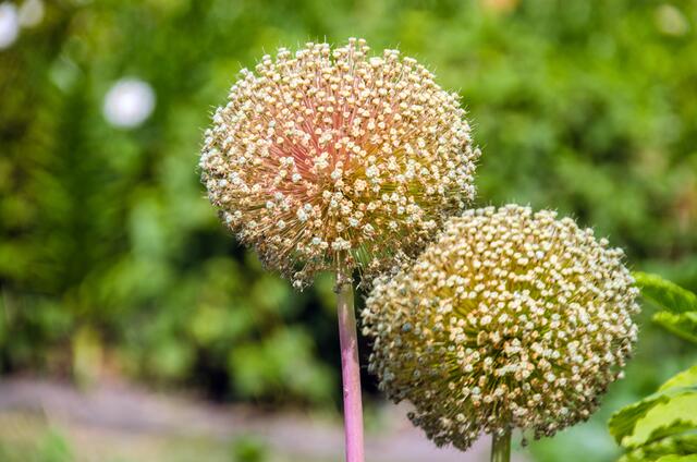 wahrscheinlich Zierlauch