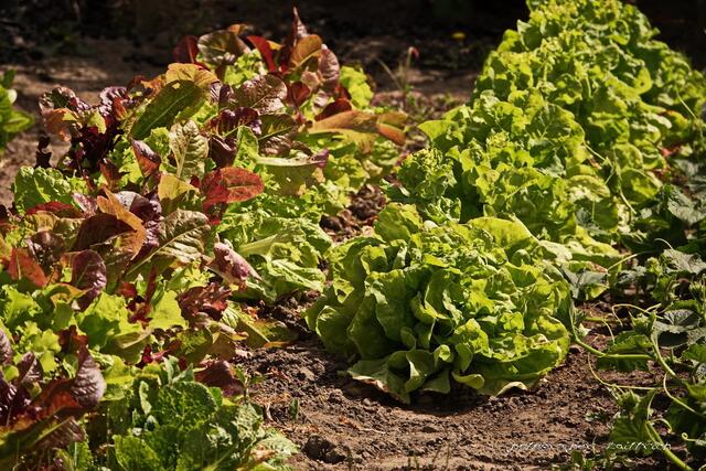 Bereit zum schneiden.....lecker!