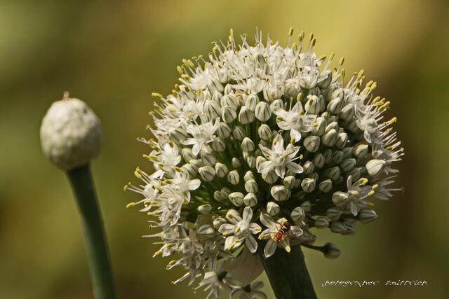 Ping-Pong Zierlauch....