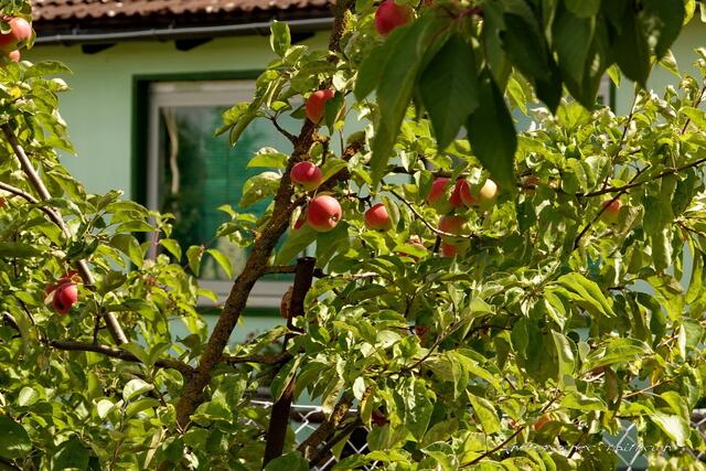 ...bald ist Ernte....