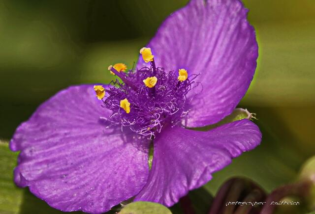 Herrliche Blüte, gesellt sich gern zwischen Stauden, doch den Namen habe ich vergessen!