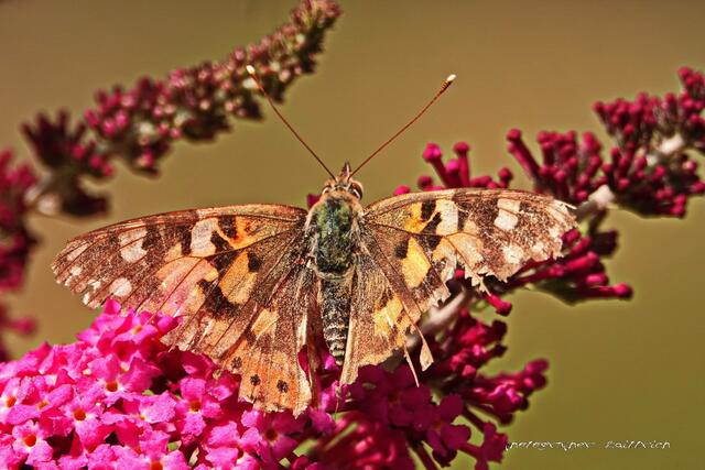 ...der ließ es sich schmecken....