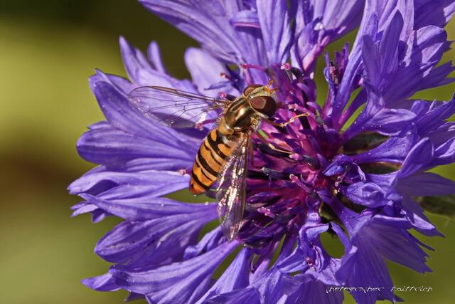 Gartenkornblume mit Besuch...