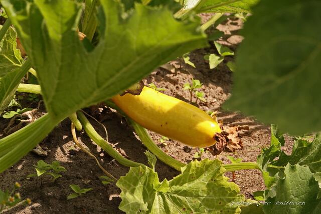 Gelbe Zuccini...
