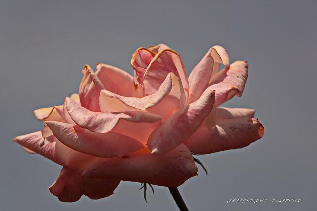 ...solo tu.... wirklich hübsch!