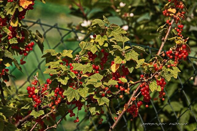 Lecker mit Vanille-Sauce....
