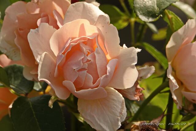 ...besondere Sorte....