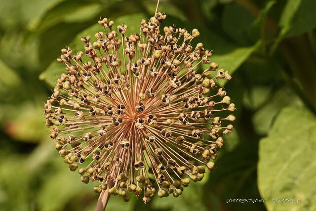 Allium Zierlauch....