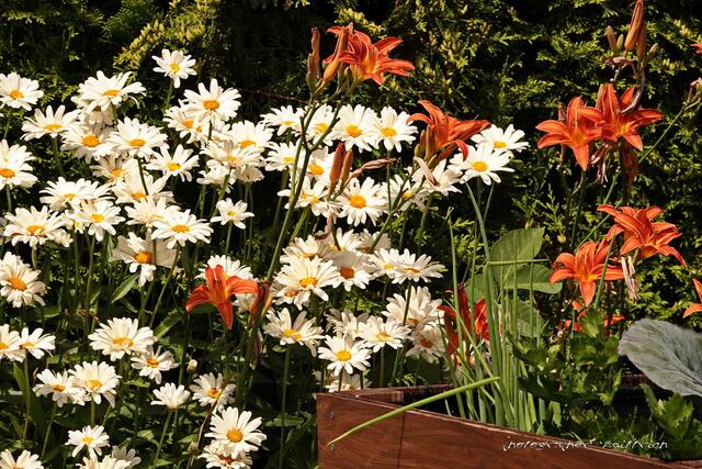 Margeriten und Lilien. Im Hochbeet die Nutzpflanzen...